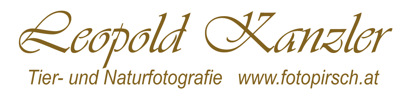 Fotopirsch AT